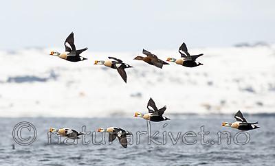 BB 12 0456 / Somateria spectabilis / Praktærfugl